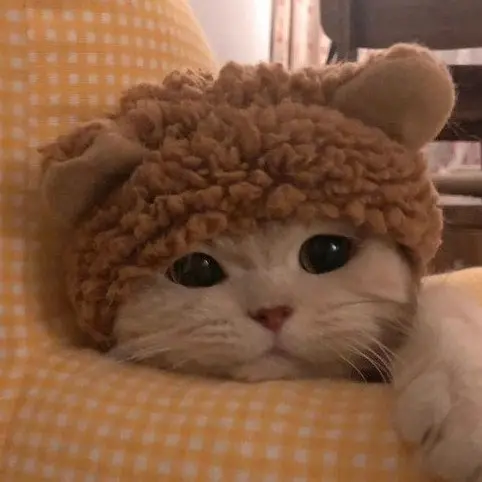 __zzz의 지옥같은 고양이