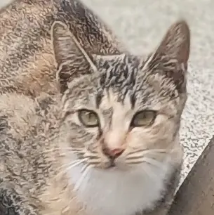 Profile image of 엄봉식