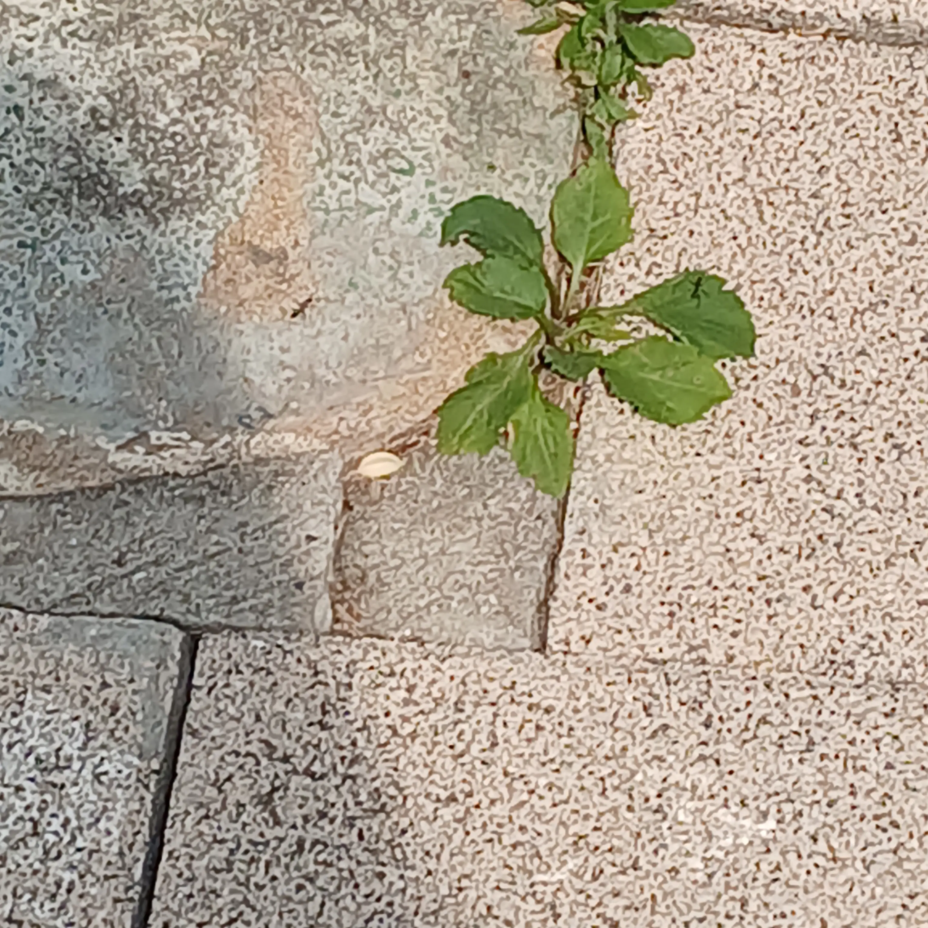 Binghua_lover의 천보원