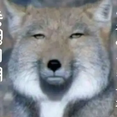 Profile image of 여우