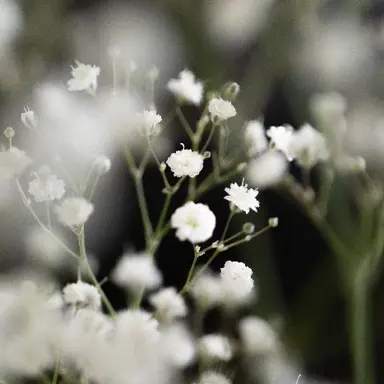 Profile image of 立花 仙蔵