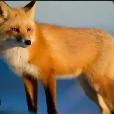 Profile image of Yeou