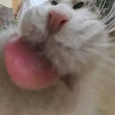Profile image of 여우련 맛 쿠키