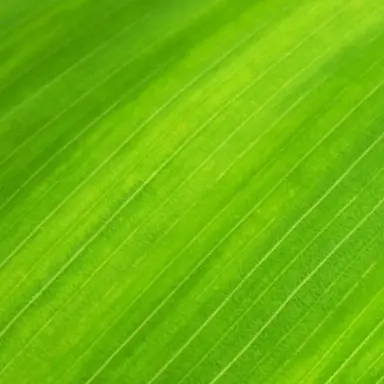 Profile image of 오뉴