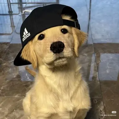 Profile image of DH