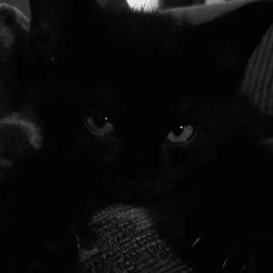 Profile image of 엄성현