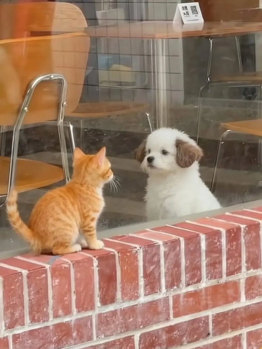 YellowUncle1945의 엄앤안