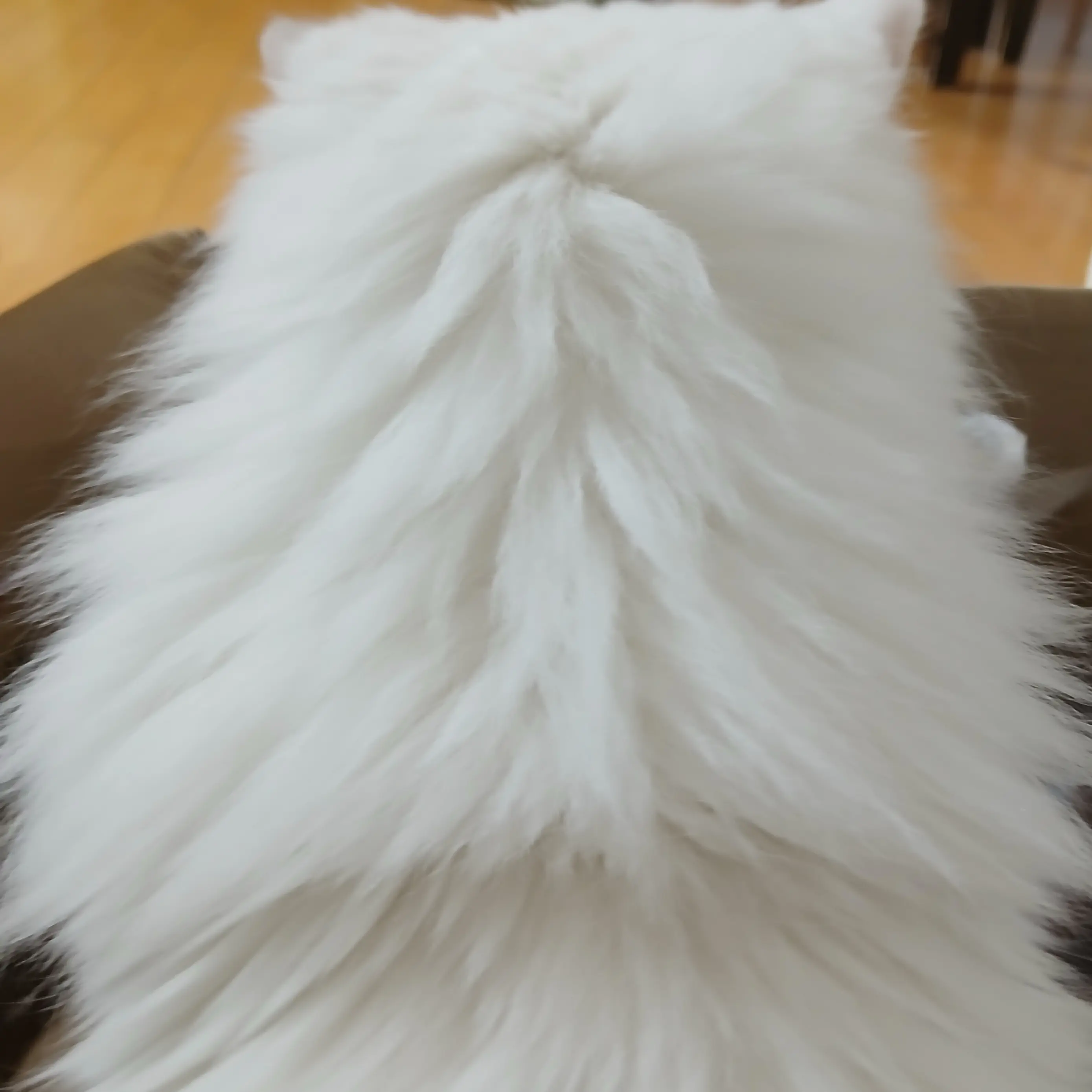 ToughSlur6980의 고고프렌즈 고양이 카페 상극