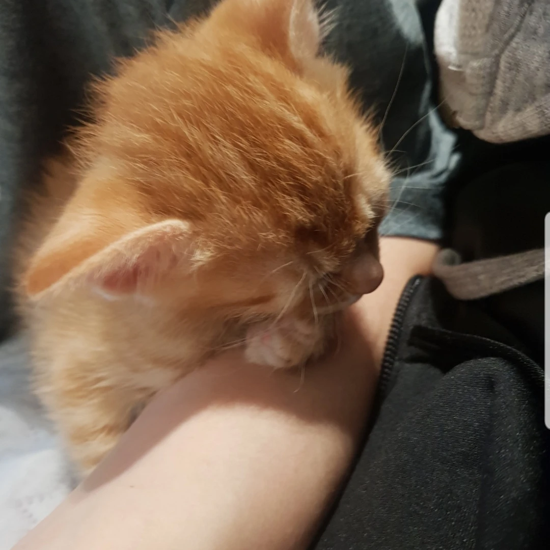 금동이