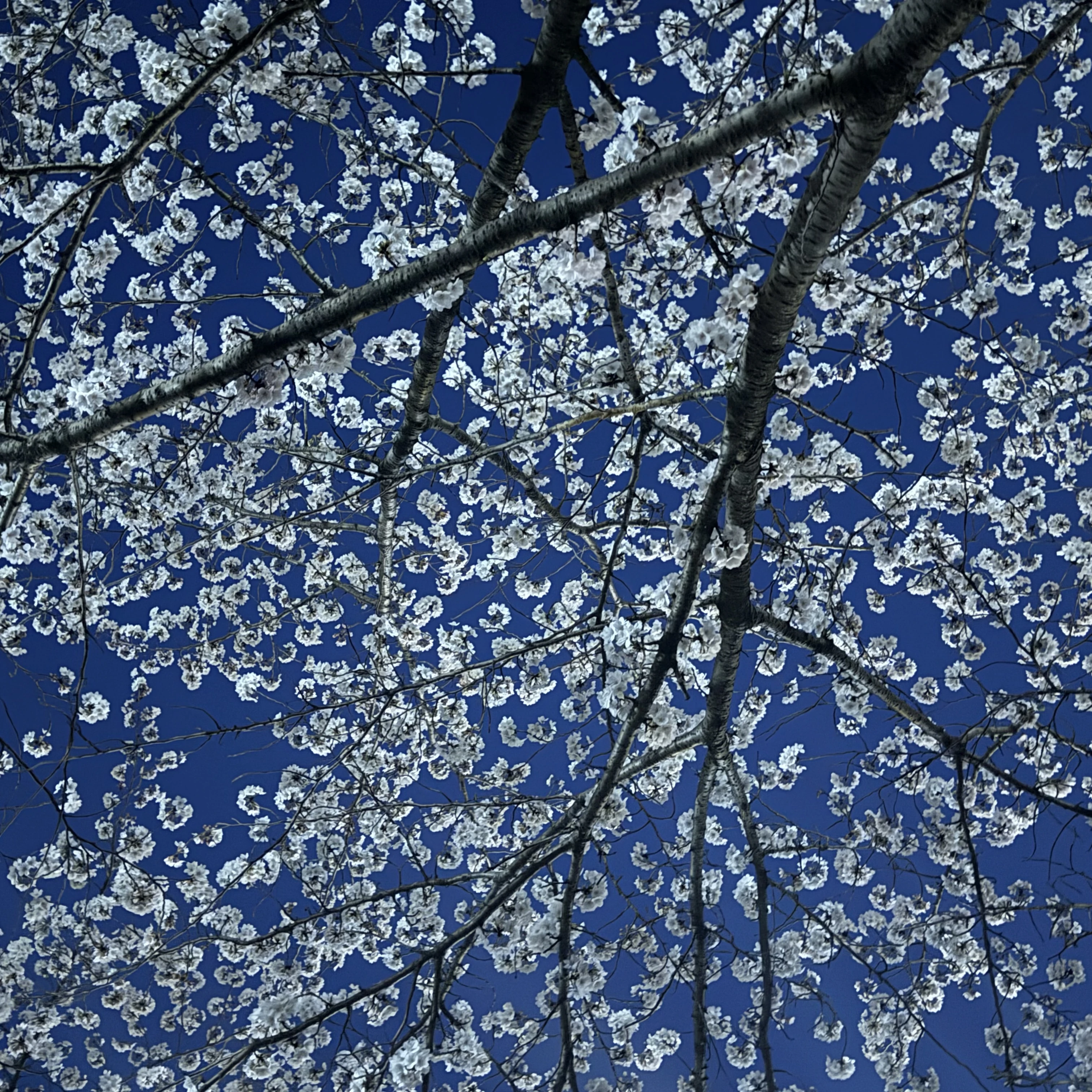 잭