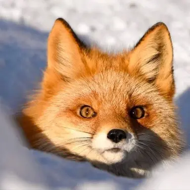 Profile image of 정우영