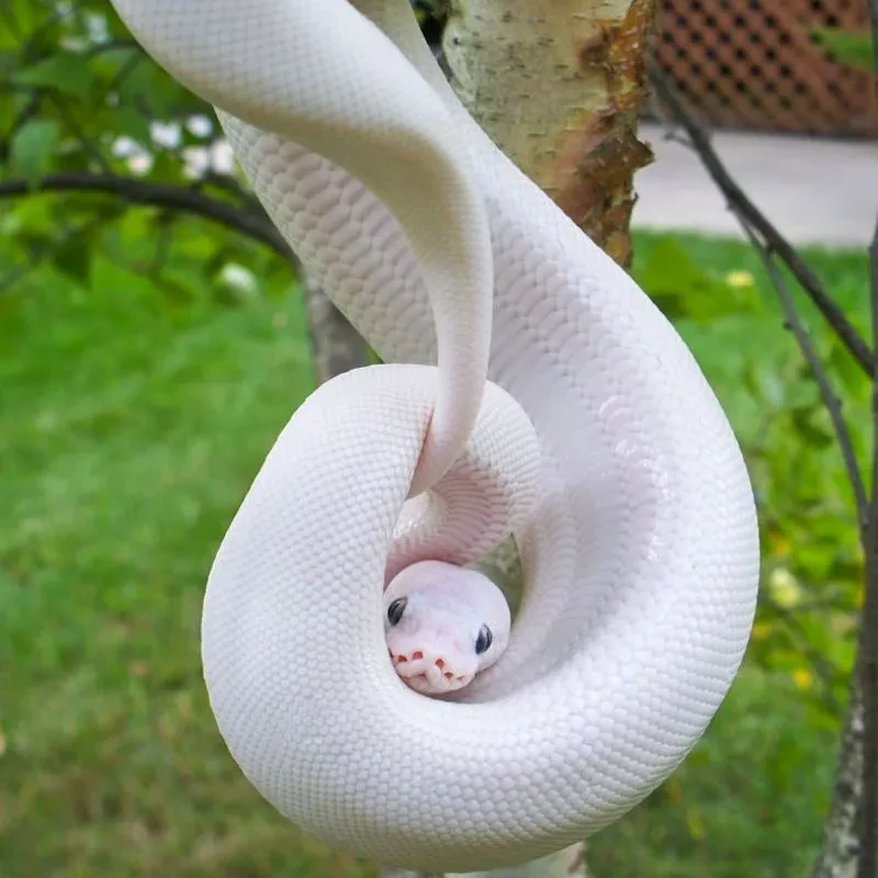 황윤