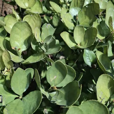 Profile image of 죠르노 죠바나