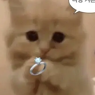고고프렌즈,팀나빠 수학여행 (여우있음 대표 이미지
