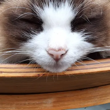 Profile image of 선생님들