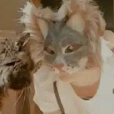 Profile image of Rowan