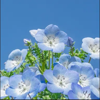 Profile image of 伊作