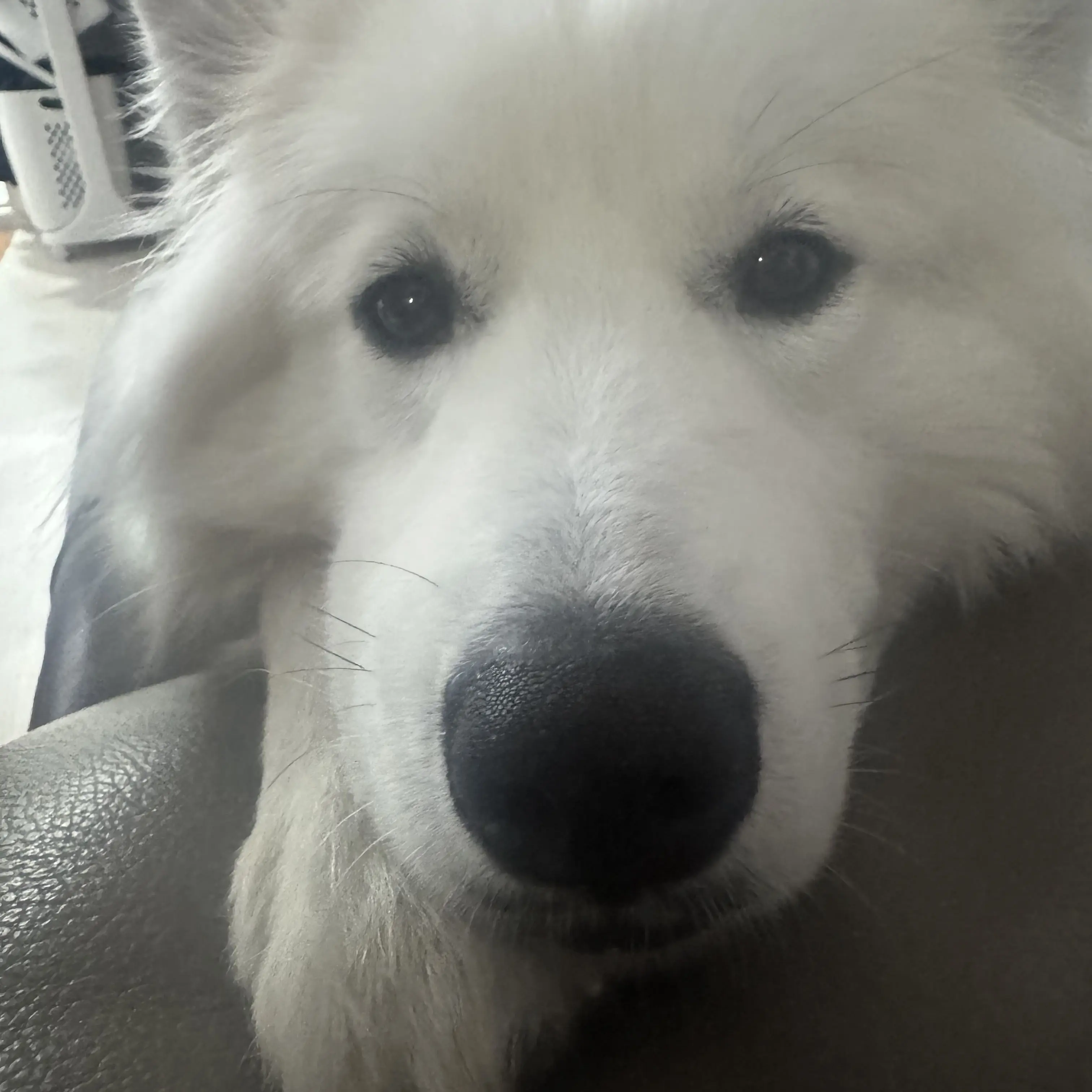 TautEasel6965의 품새단