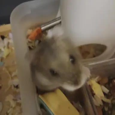 Profile image of 뀽이