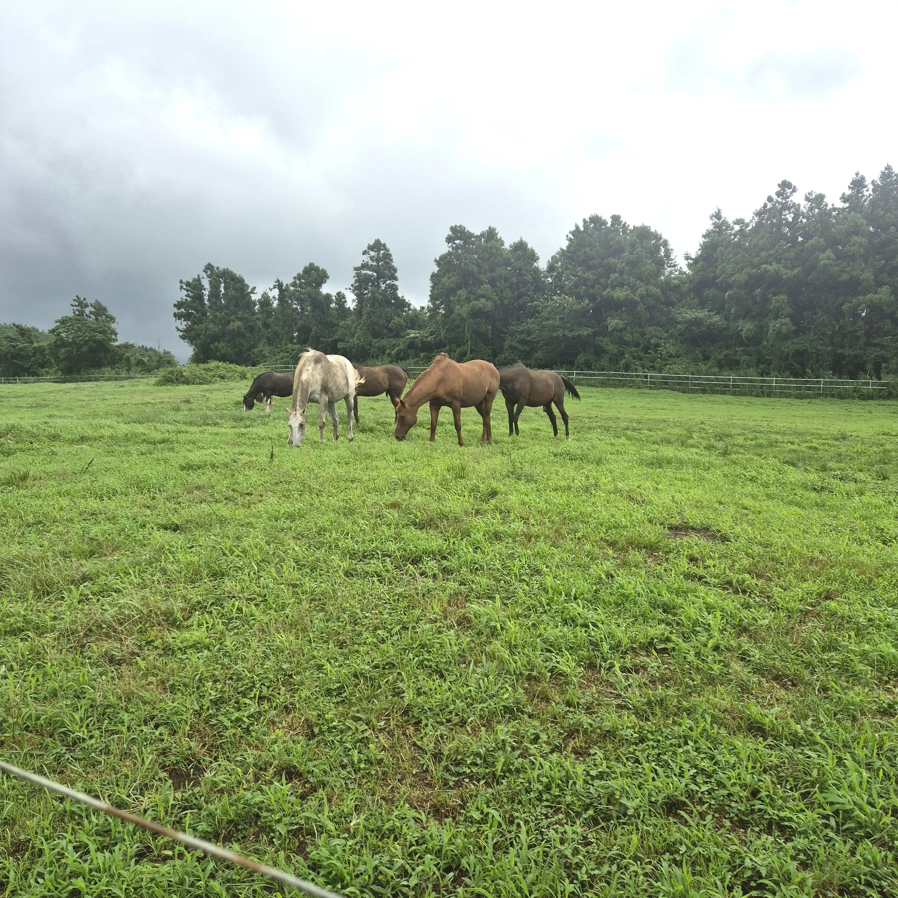 SnowyBarb4188의 쿠킹덤+고고프렌즈+여우년(제작자 빡침