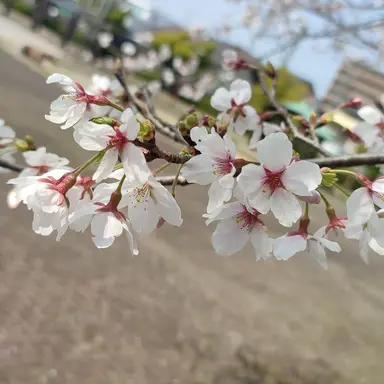 Profile image of 伊織