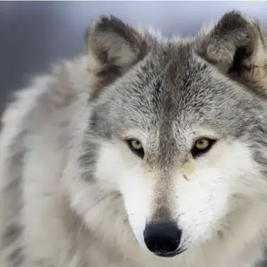 Profile image of 늑대