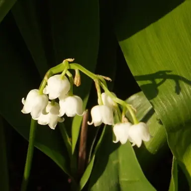 Profile image of 최산