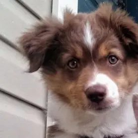 Profile image of 吉野