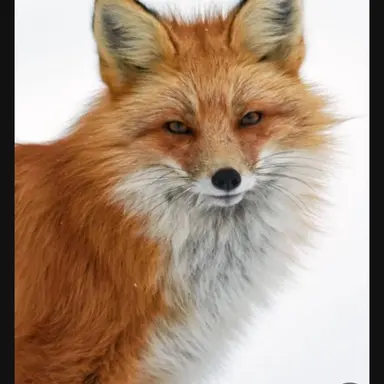 Profile image of キツネ