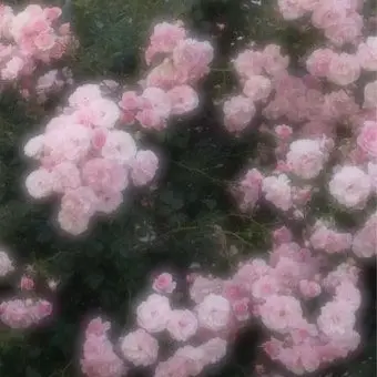 Profile image of 밥풀