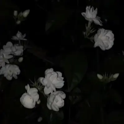 bIn0_5199의 경