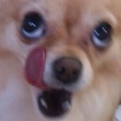 gongryongcute의 구돈개
