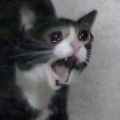 Profile image of Mimi