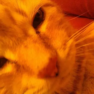 Profile image of Koma