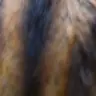 Profile image of ファラリス君