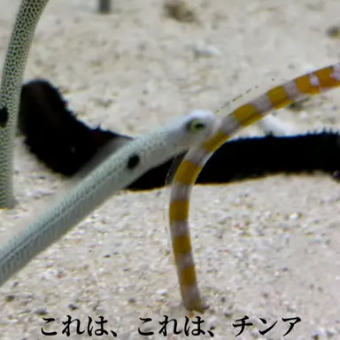 Profile image of くねくね