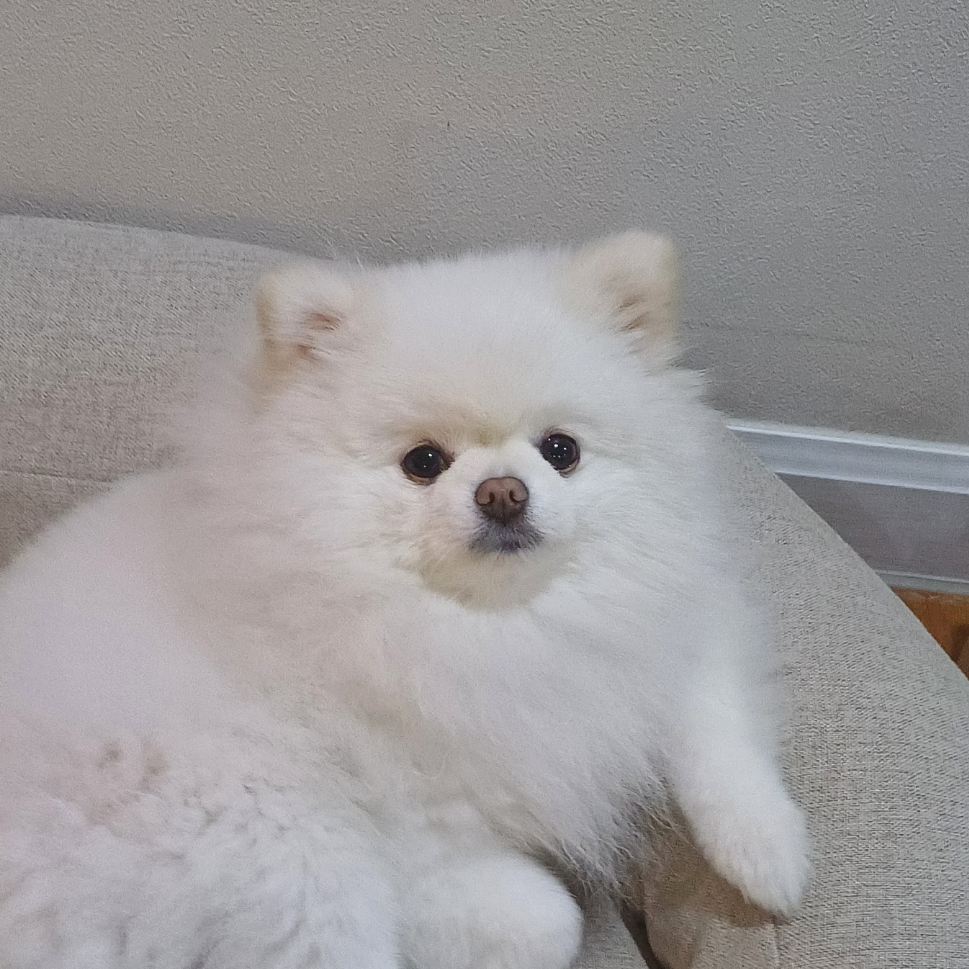 이솜(Som) 대표 이미지