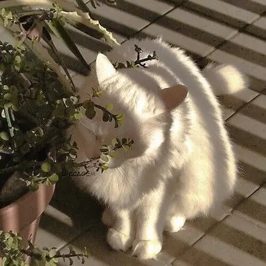 Profile image of Cat
