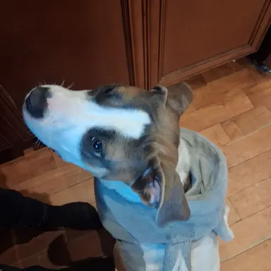 Profile image of Sprout