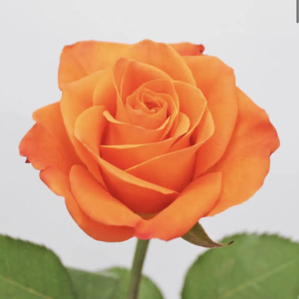 StingyMacaw1801의 隈取さん