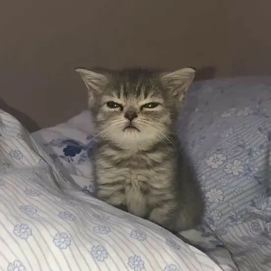 lv.rqxut_Rusut의 赤ちゃん子猫