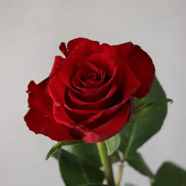 Profile image of 大森元貴