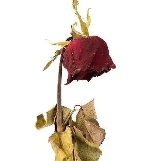 Profile image of 한지성