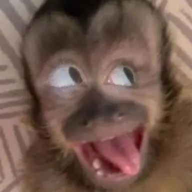 Profile image of 늑대