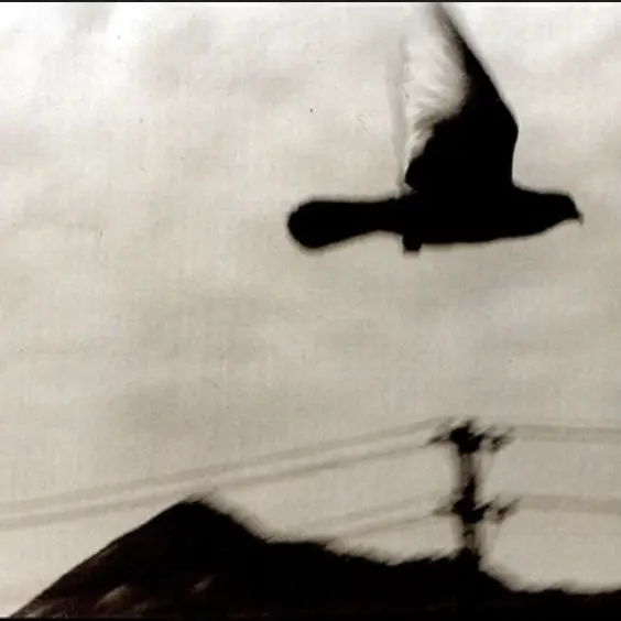 Godungoa의 어항속물고기는그안온함에익숙해져버렸으니