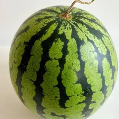 Profile image of 수박