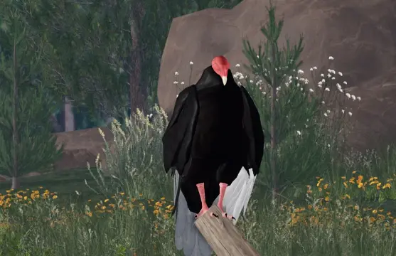 Profile image of Turkey Vulture