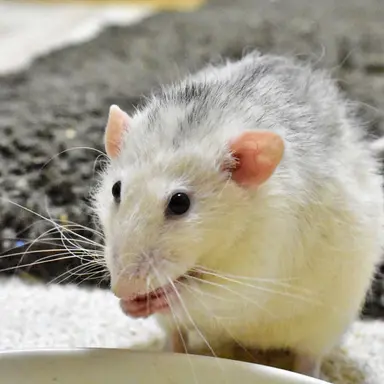 Profile image of モチ