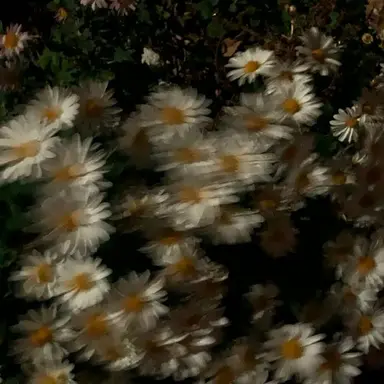 Profile image of 오병호