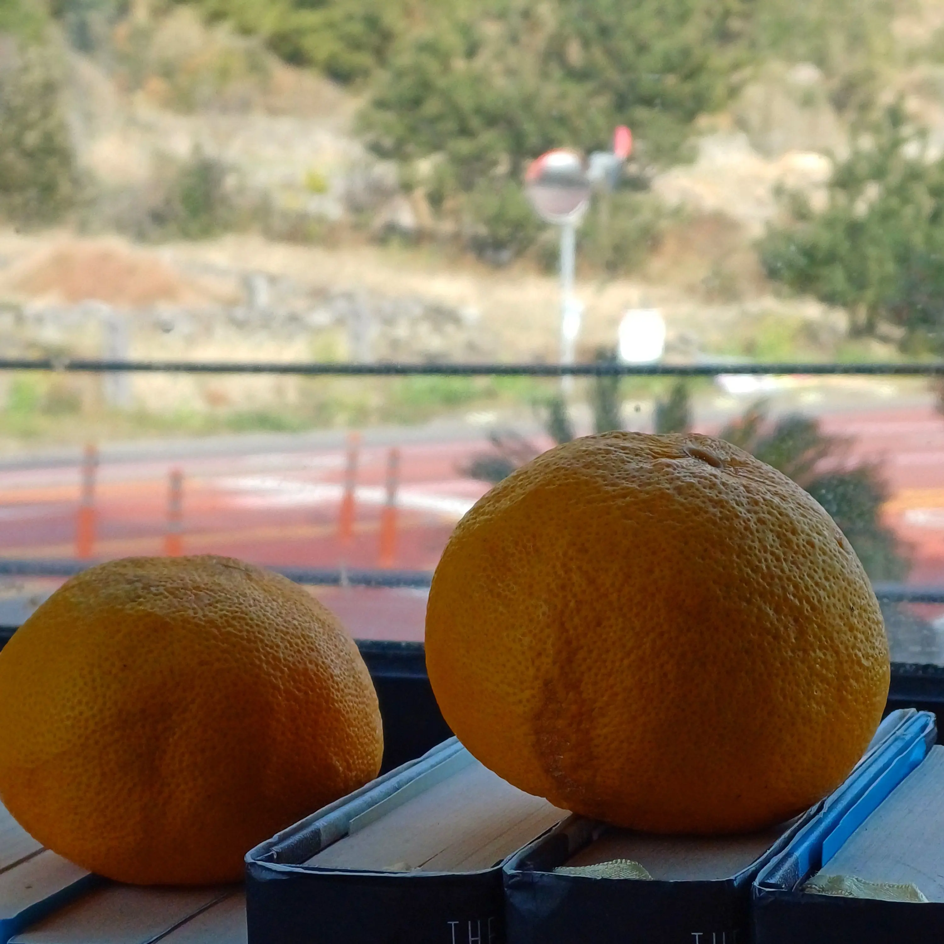 Songsong_cat의 다이 군